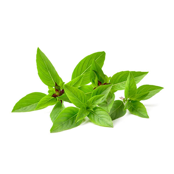 Basil